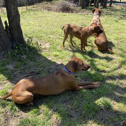 Rhodesian Ridgeback All Grown Up from RR Ridgebacks