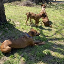 Rhodesian Ridgeback All Grown Up from RR Ridgebacks