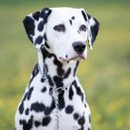 Rose - Dalmatian