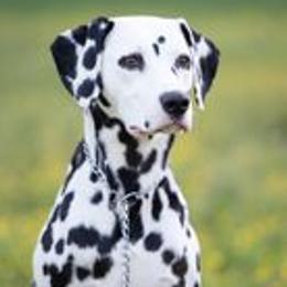 Rose - Dalmatian