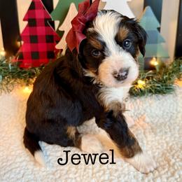 Jewel - Tri-color female Bernedoodle puppy in Perrysville, Ohio from Pleasant Valley Bernedoodles