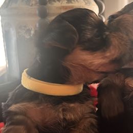 Yorkshire Terriers from Yorkie Love