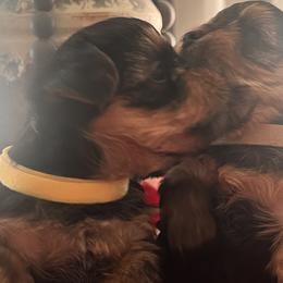 Yorkshire Terriers from Yorkie Love