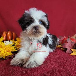 Miracle - Parti female Miniature Schnauzer puppy in Daphne, Alabama from Puppy Sugars Kennels