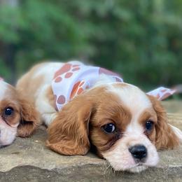 Emerald - Blenheim female Cavalier King Charles Spaniel puppy in Crawford, Tennessee from Lilly Lane Spaniels