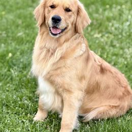 Luna - Golden Retriever