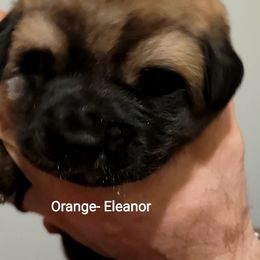 Eleanor - Wolfgray female Spanish Mastiff puppy in Prosperity, Pennsylvania from Prosperity Guardians