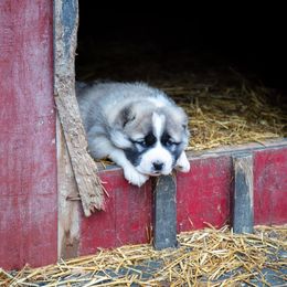 Central Asian Shepherd Dog Puppies from Guardian Dog