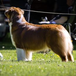 Australian Shepherd All Grown Up from CherryCove Aussies