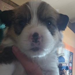 Max - Red male Pembroke Welsh Corgi puppy in Walnut, Iowa from Michelle's House of Corgi's
