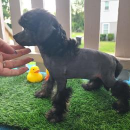 Vhhl male 1 - Black white and tan male Chinese Crested puppy in New Castle, Pennsylvania from Long Haul Cresteds & Long Rotts