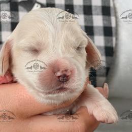 Mr. Green-3200 - Cream male Dachshund puppy in Sparr, Florida from From the Heart Doxies