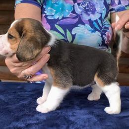 Scottie Jane - Black tan and white female Beagle puppy in Jerome, Missouri from Beam's Beagles