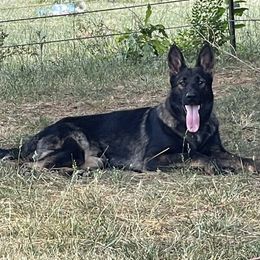 Nix - German Shepherd