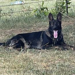 Nix - German Shepherd