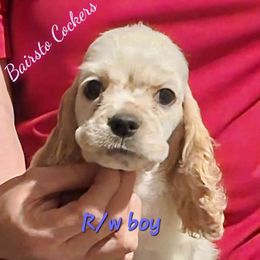 Boy 2 - Red and white male Cocker Spaniel puppy in Bois D Arc, Missouri from BairSto Cockers
