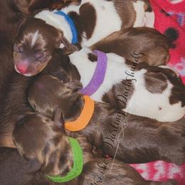 Dachshund Puppies from Brooke's Darling Dachshunds