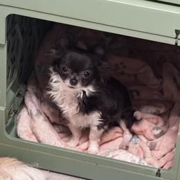 Skye Blue - Blue female Chihuahua puppy in Davenport, Florida from Clan Cordovathone