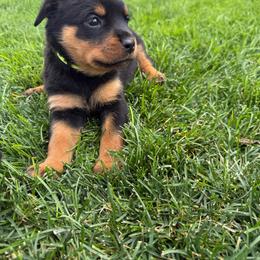 (Sam)antha - Black and rust female Rottweiler puppy in Eagle Mountain, Utah from Woolley Darlings