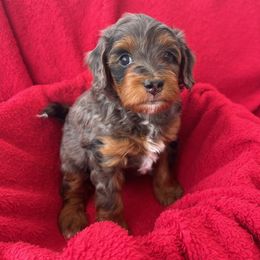 Mulan - Blue merle female Aussiedoodle puppy in Larimer County, Colorado from Puppy Love Doodles