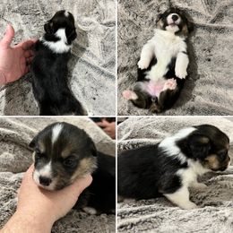 Corny Mike - Pembroke Welsh Corgi