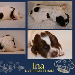 Ina - Liver roan female Brittany puppy in Hollidaysburg, Pennsylvania from Royal Flush Farms