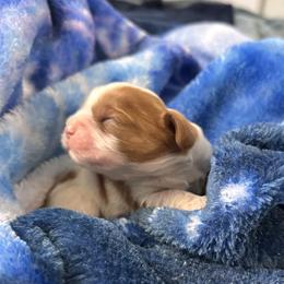 Orion - Blenheim male Cavalier King Charles Spaniel puppy in Oroville, California from Happy Tails Kennel