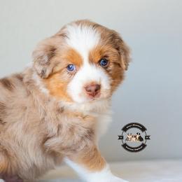 Striker - Blue merle male Miniature American Shepherd puppy in Tonopah, Arizona from King's Miniature American Shepherds