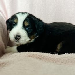 Aussiedoodle, Australian Mountain Doodle, and Bernedoodle Puppies from Rosewood Pine Doodles