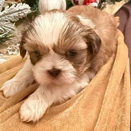 Romeo - Gold and white male Shih Tzu puppy in Frisco, Texas from My Royal Shih Tzu⚜️