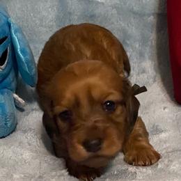 Duffy soft wire hair - Red male Dachshund puppy in Elizabethtown, Kentucky from Teeny Tiny Puppy Tails