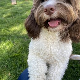 Millie - Cockapoo