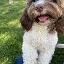 Millie - Cockapoo