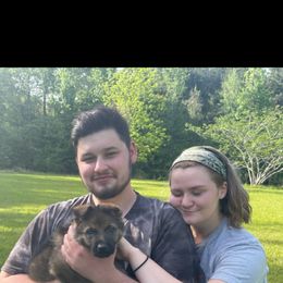 German Shepherd Puppies from Rammstein Kennels