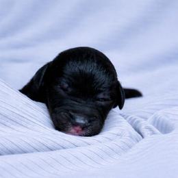 Levi - Black male Poodle puppy in Willacoochee, Georgia from Kitandkboodle's Doodles