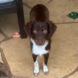 Buster Brown - male Miniature Australian Shepherd puppy in Fort Myers, Florida from Gilmore Aussie Posse of Florida Pure-bred Miniature Australian Shepherds