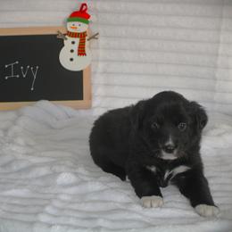 Ivy - Black & white female Australian Shepherd puppy in Mocksville, North Carolina from Trailblazing Aussies