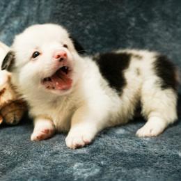American Corgi, Cardigan Welsh Corgi, and Pembroke Welsh Corgi Puppies from Cal Beach Corgis