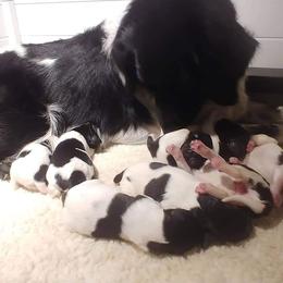Stabyhoun Puppies from Kennel fan de Wiide Mar Stabyhouns