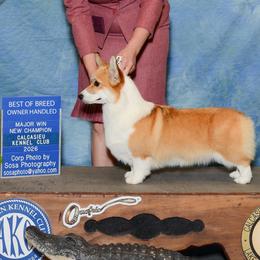 Elsa - Pembroke Welsh Corgi