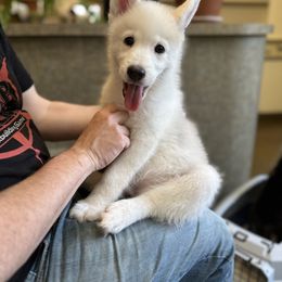 Han - Pomsky puppy in Sudbury, Massachusetts from Teddy Bear Pomskies