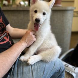 Han - Pomsky puppy in Sudbury, Massachusetts from Teddy Bear Pomskies
