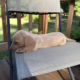 Boy 1 - Red male Dachshund puppy in Stilwell, Oklahoma from Johnson Dachshund’s