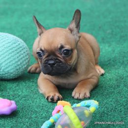 Daisy - Fawn male French Bulldog puppy in Winnsboro, Texas from JP Ranch Bulldogs