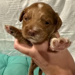 Katniss - Buff and white female Cockapoo puppy in Williamston, South Carolina from Sassy Bob’s Dogs