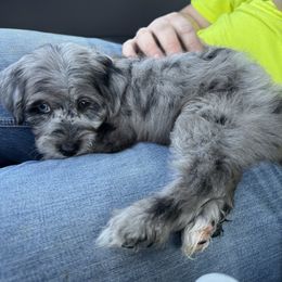 Aussiedoodle, Cavapoo, and Poodle Puppies from Perkins Pups