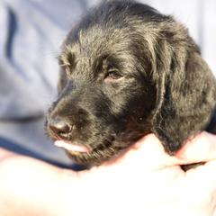 Labradoodle and Labrador Retriever Puppies from Carter Farm