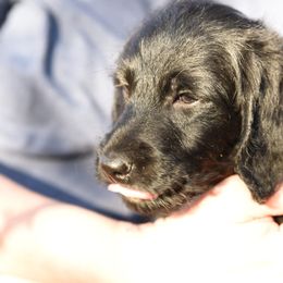 Labradoodle and Labrador Retriever Puppies from Carter Farm