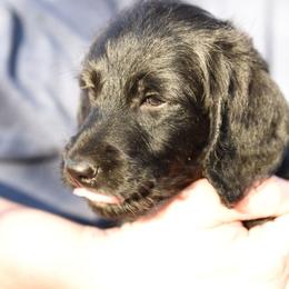 Labradoodle and Labrador Retriever Puppies from Carter Farm