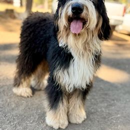 Dukie - Bernedoodle